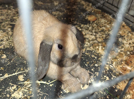 Rabbit