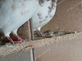 Highflying print tipplers for sale