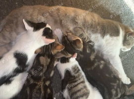 Kittens looking for their forever home