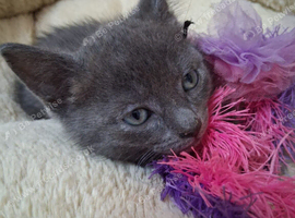 Only 1 male left Pure bread russian blue