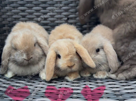 Baby mini lops