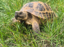 Horsfield tortoise 8 yrs old