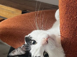 Loving Tuxedo in need of a loving home