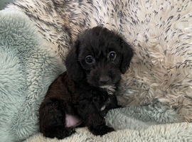 Doxipoo