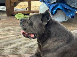 Cane Corso Proven Stud