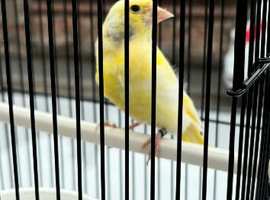 Pied  Greenfinch hen