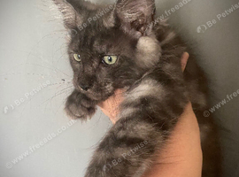 Full Maine coon male kittens