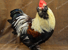 **Wanted** pure bred Faverolle Cockerel