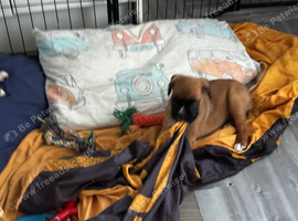 Champion breed boxer puppies