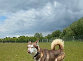 Red pedigree Siberian husky female