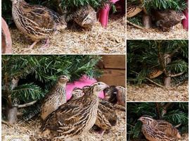 Quail Hens Point of Lay