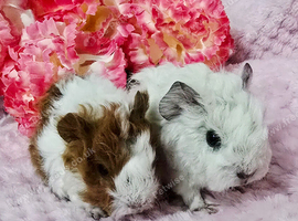 4 sows available