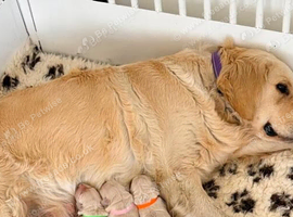 Golden Retriever Boys and Girls Available