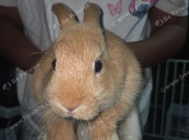Rabbits