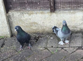 Turkish thumbler