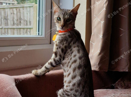 Beautiful friendly girl
