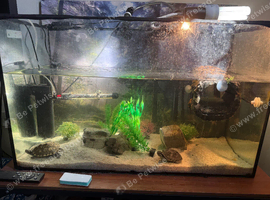 X3 YOUNG TURTLES & SET UP