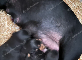 Rottweiler cane corso