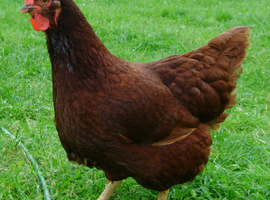 RHODE ISLAND RED HATCHING EGGS X6 24 hour tracked post