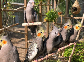 cockatiel males/females