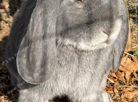 Stunning boy 6 months old pure bred French lop