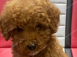 Kc Reg Red Miniature Poodles Available Now