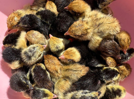 PANSY & Black & White quail chicks (require heat)