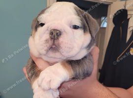 Adoreable Beautiful Bulldogs pups