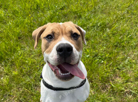 Cane Corso cross American bulldog