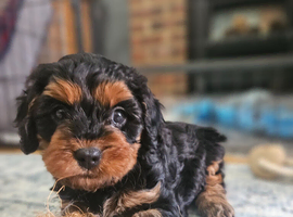F1 cavapoo DNA TESTED PARENTS