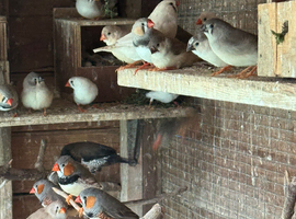 2026 Zebra Finches for sale