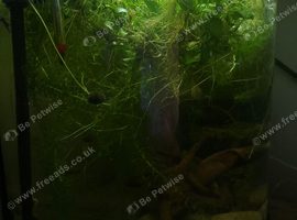 Plant filled tropical tank with around 30 fish