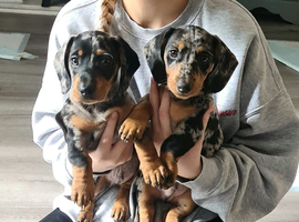 Dachshund male