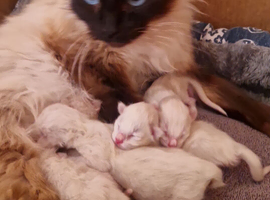 Ragdoll Kittens