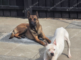 Belgian mallionas x staffy pups