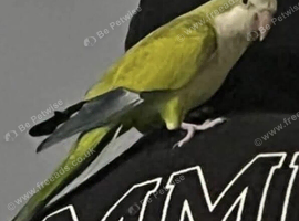 Here I have a semi tame quaker