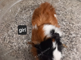Baby guinea pigs ready now