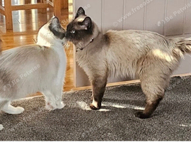 pure ragdoll pair for sale