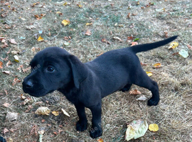 Labrador