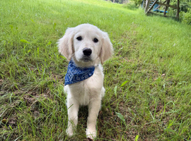 KC registered golden retreiver boy