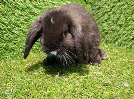 MINI LOP BOYS