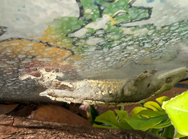 Crested gecko roughly 1 year old (tailless)