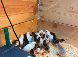 Guinea fowl keets