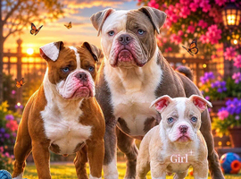 Both vaccines ready now! Olde English bulldogs olde tyme bulldogs
