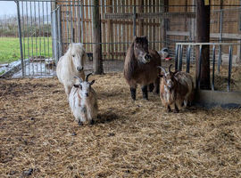 2 female pedigree pigmy goats
