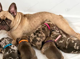 French bulldog puppies