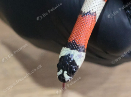 Male Aberrant Stuart Milk Snake