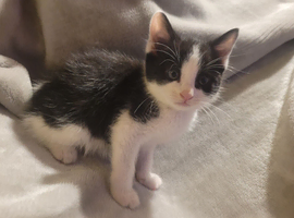 Mix fur kittens