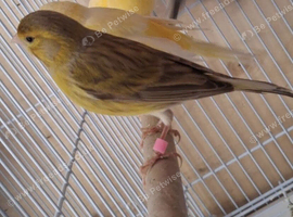 Male canary