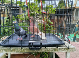 Pigeons for sale